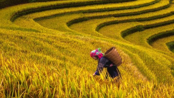 Hình ảnh 10 Ý Tưởng Content Hấp Dẫn Ngày Phụ Nữ Việt Nam 20/10 28 content phu nu viet nam 12