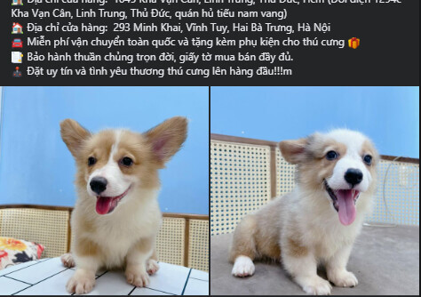 Hình ảnh 15 Ý Tưởng Content Thú Cưng Hấp Dẫn Giúp Bạn Đa Dạng Hóa Nội Dung Cho Doanh Nghiệp 12 content thu cung 1