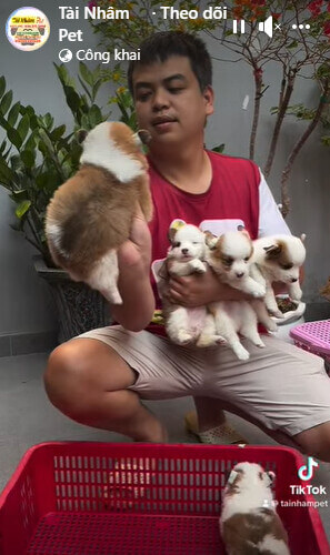 Hình ảnh 15 Ý Tưởng Content Thú Cưng Hấp Dẫn Giúp Bạn Đa Dạng Hóa Nội Dung Cho Doanh Nghiệp 15 content thu cung 3