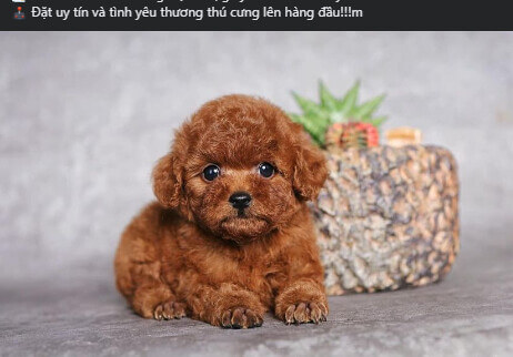 Hình ảnh 15 Ý Tưởng Content Thú Cưng Hấp Dẫn Giúp Bạn Đa Dạng Hóa Nội Dung Cho Doanh Nghiệp 13 content thu cung 4