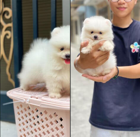 Hình ảnh 15 Ý Tưởng Content Thú Cưng Hấp Dẫn Giúp Bạn Đa Dạng Hóa Nội Dung Cho Doanh Nghiệp 11 content thu cung 5